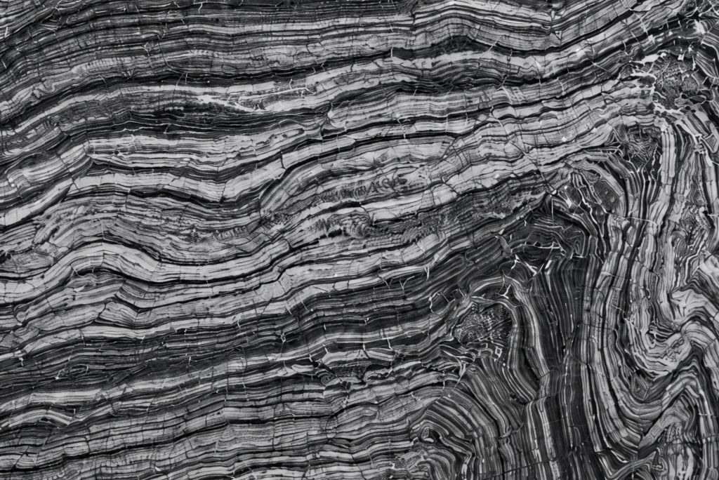 ZEBRA BLACK CLOSE UP